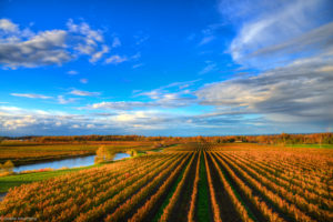 Vineyards at Flat Rock Cellars